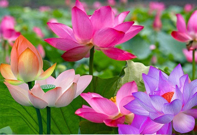 VibeX ® RXI-194 Viable Aquatic Water Lily/Lotus Seed(25 per packet)
