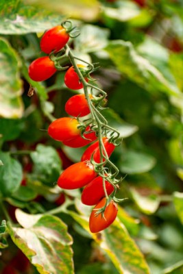 UPASSANA tomato Seed(35 per packet)