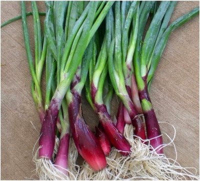 KNESSiN Welsh Onion RED [600 Seeds] Seed(600 per packet)