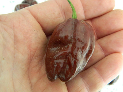 Biosnyg Easy to Grow Chocolate Habanero Chilli Seeds For Gardening-(2000 Seeds) Seed(2000 per packet)