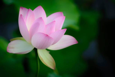 SaaHeli lotus,kamal gatta Seed(10 per packet)