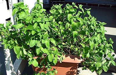 VibeX LXI-73 - Kentucky Colonel Mint - (1350 Seeds) Seed(1350 per packet)