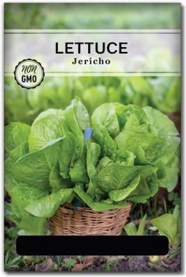 Quentova Jericho Lettuce 5gm Seed(4000 per packet)