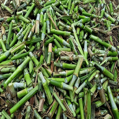PLANTORISH Super Napier Live Multicut High Germination Grass Stick Seed(20 per packet)