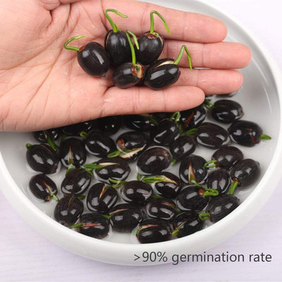 VibeX PAU-28 - Bowl Lotus - (270 Seeds) Seed(270 per packet)