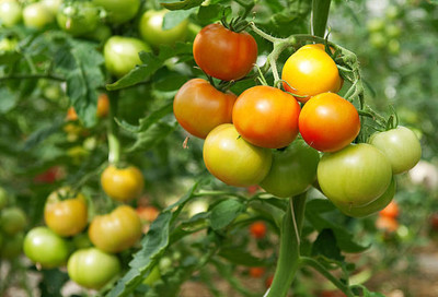 JDM Store tomato Seed(105 per packet)