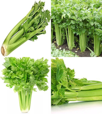 ibains Celery seeds organic beez 21 Seed(21 per packet)