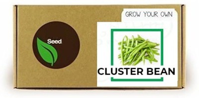 CYBEXIS Cluster Beans-100 Seeds Seed(100 per packet)