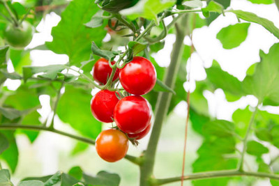 XOLDAA tomato Seed(100 per packet)