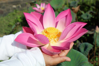 SRKR SEED AGRO LOTUS ,KAMAL,GATTA,PADMA FLOWER Seed(10 per packet)