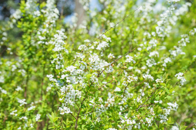 FRESHO gypsophila flower Seed(25 per packet)