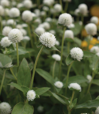 Quentova Gomphrena- White Flower-CIAR-5Q Seed(75 per packet)