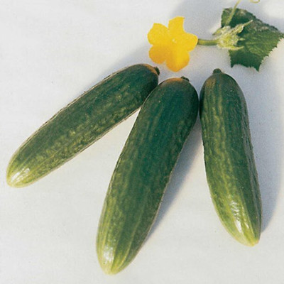 Quentova Cucumber Sweet Success F1 Seed-PUAS-10A Seed(200 per packet)