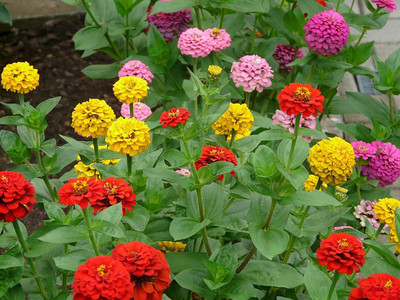 CYBEXIS Imp. Zinnia Dahlia Mix Seeds Seed(1 g)