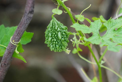 AFARTIOBINA 24 PCS BITTER GOURD SEEDS Seed(24 per packet)
