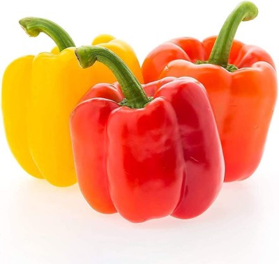 CYBEXIS Capsicum Rainbow Bell Pepper Seeds2400 Seeds Seed(2400 per packet)