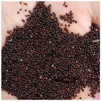 SREE Red Amaranth Spinach,Lal Shak ,Hybird Seed(500 per packet)