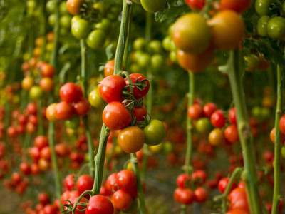 KNESSiN tomato Seed(120 per packet)