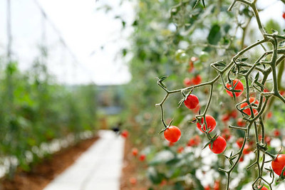 BSARKAR tomato Seed(55 per packet)