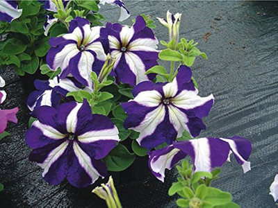 BDSresolve Petunia flower seeds PACK OF 64 Seed(64 per packet)