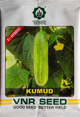 the green dotcom Cucumber, Kheera Seed(105 per packet)