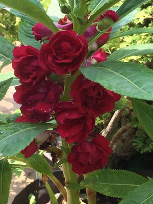 AMAJIT BALSAM SEEDS,BALSAM PLANT SEEDS,FLOWER SEEDS,DOPATI Seed(46 per packet)