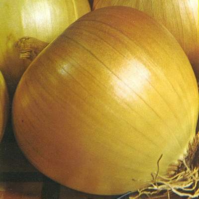 WATIKA Yellow Onion Rijnsburger Seed(2000 per packet)