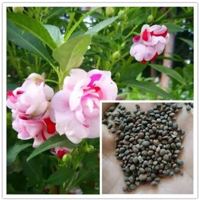 BSARKAR garden balsam/ dopati flowers seed Seed(30 per packet)