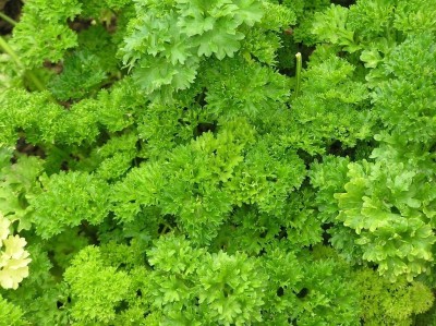 Quentova TRIPLE CURLED PARSLEY Petroselinum Hortensis Herb-XIL-6L Seed(100 per packet)