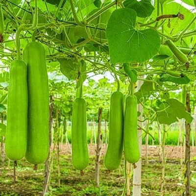 CRGO GHIYA , LAUKI , BOTTLE GOURD Seed(60 per packet)