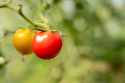 Desi Nushke tomato Seed(85 per packet)