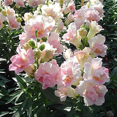 CRGO ANTIRRHINUM Seed(150 per packet)