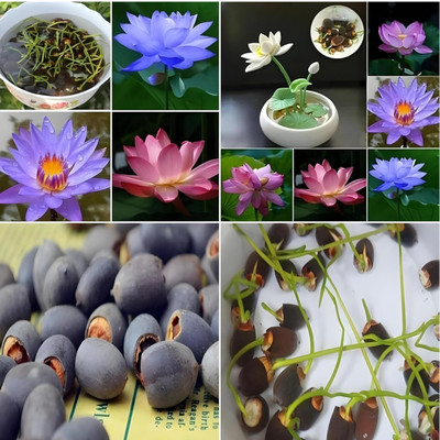 Shineshake Latus Seeds Seed(20 per packet)