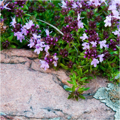 VibeX ® VXI-96 Mother of Thyme/Creeping Thyme Seed(200 per packet)