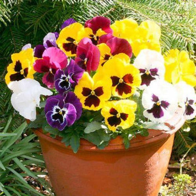 CYBEXIS F1 PANSY BLOTCH FLOWER Seed(50 per packet)