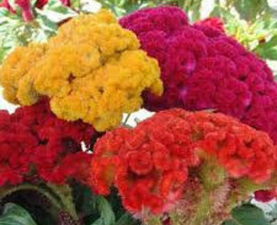 UGRA Celosia Chief Mix seeds Seed(30 per packet)