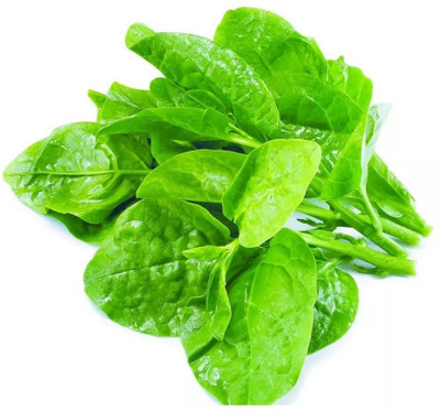Quentova High Quality Spinach/Palak Vegetables-CTU-9T Seed(200 per packet)