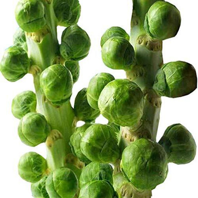 KNESSiN Brussels Thousand-Headed Cabbage-{800 Seeds} Seed(800 per packet)