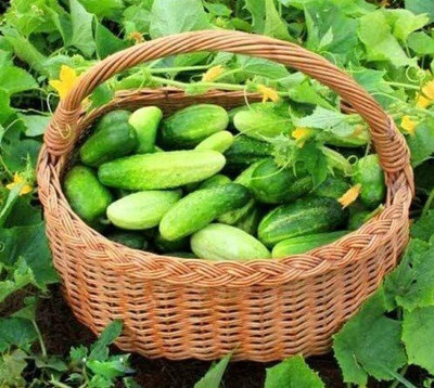 CYBEXIS Cucumber F1 Greenhouse Hotspur Seeds 2000 Seeds Seed(2000 per packet)