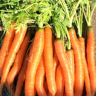BDSresolve Carrot seeds hybrid PACK OF 172 Seed(172 per packet)