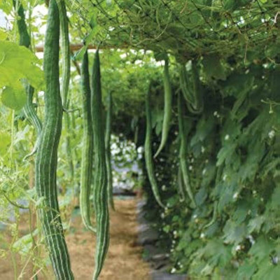 AMAJIT Hybrid Snake gourd/Chichinga/Pudalangai/Chillatai seeds for Home gardening(24) Seed(24 per packet)