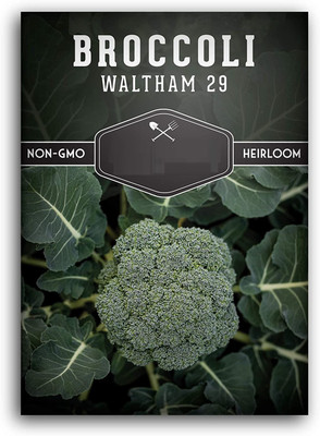 Qualtivate XXX-1A Greenback Imported Broccoli Seed(300 per packet)