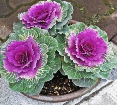 ibains Small ornamental cabbage seeds Bij pack of 220 Seed(220 per packet)