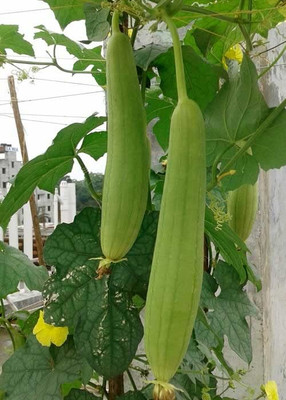 KNESSiN Tori – Sponge Gourd F1 Hybrid Seeds-[10gm] Seed(50 per packet)