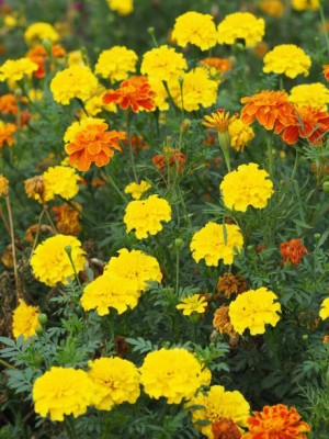 SeeGreen farm marigold,gende ka phool seeds Seed(21 per packet)