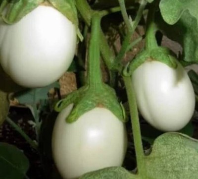 Aywal Brinjal White Round Eggplant Hybrid Seed(25 per packet)