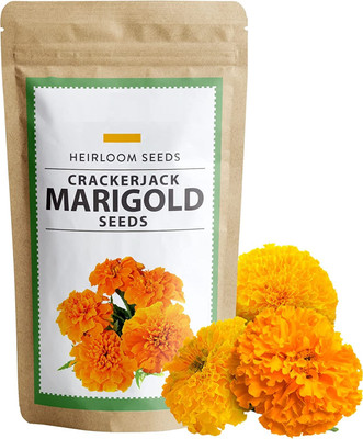 Qualtivate KGF -573 Crackerjack Marigold Seeds Seed(500 per packet)