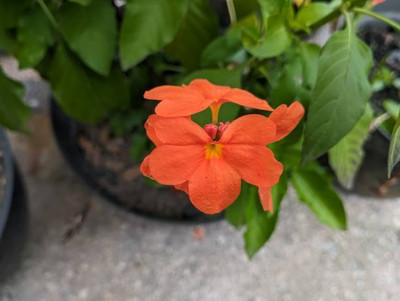 SAKRISH kanakambaram-firecracker-crossandra Seed(41 per packet)