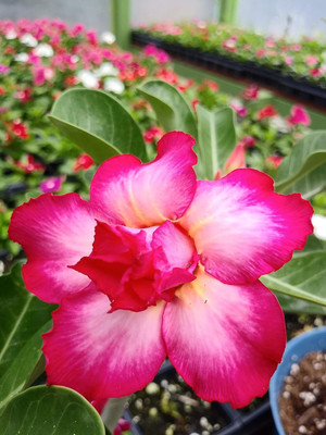 Qualtivate NBIR-658 Single Layer Flower Adenium Obesum Seed(30 per packet)