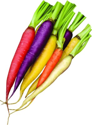 VibeX XLR-74 - Kaleidoscope Blend Organic Carrot - (2250 Seeds) Seed(2250 per packet)